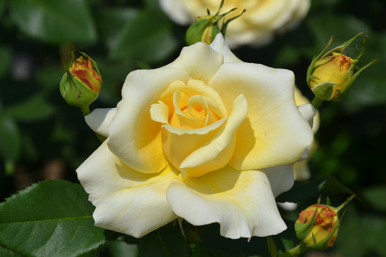 yellow rose beautiful free photo