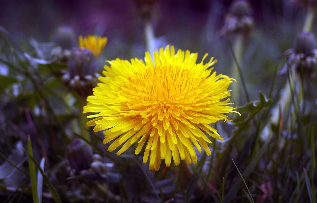 yellow flower yellow flower free photo