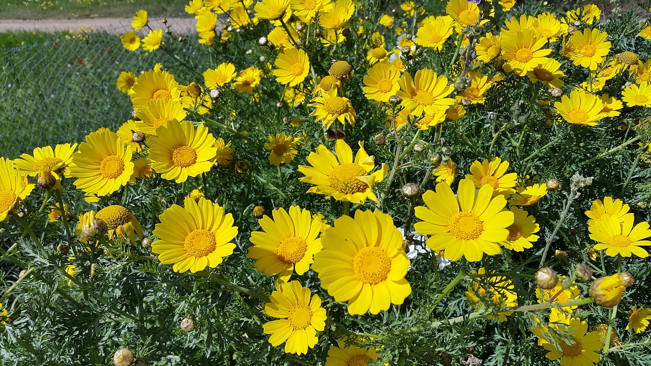 yellow spring flowers mallorca free photo