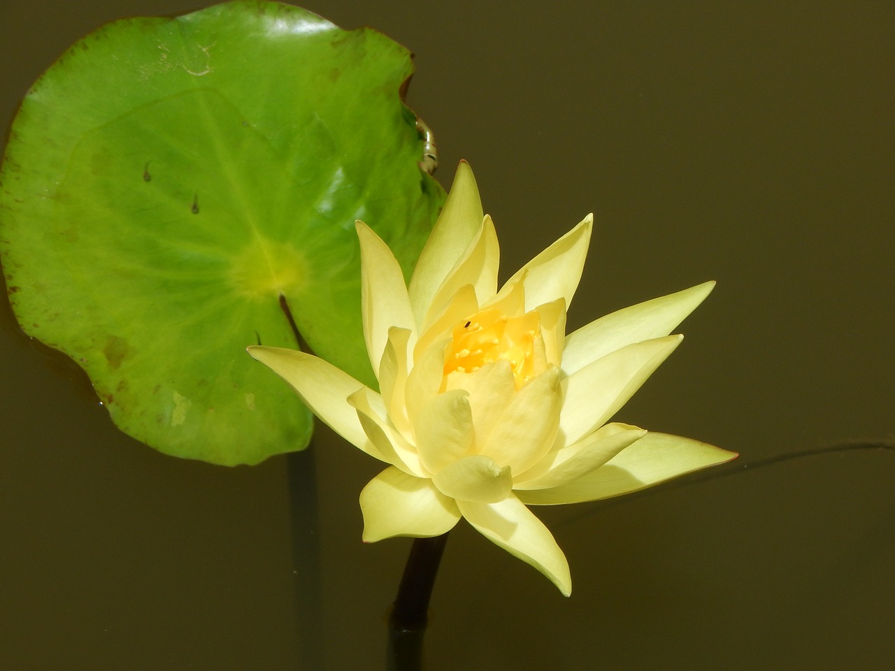 yellow lilly flower pond free photo