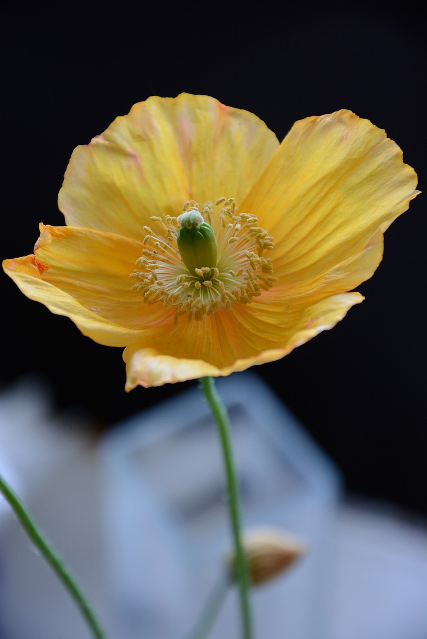 yellow flower plant free photo