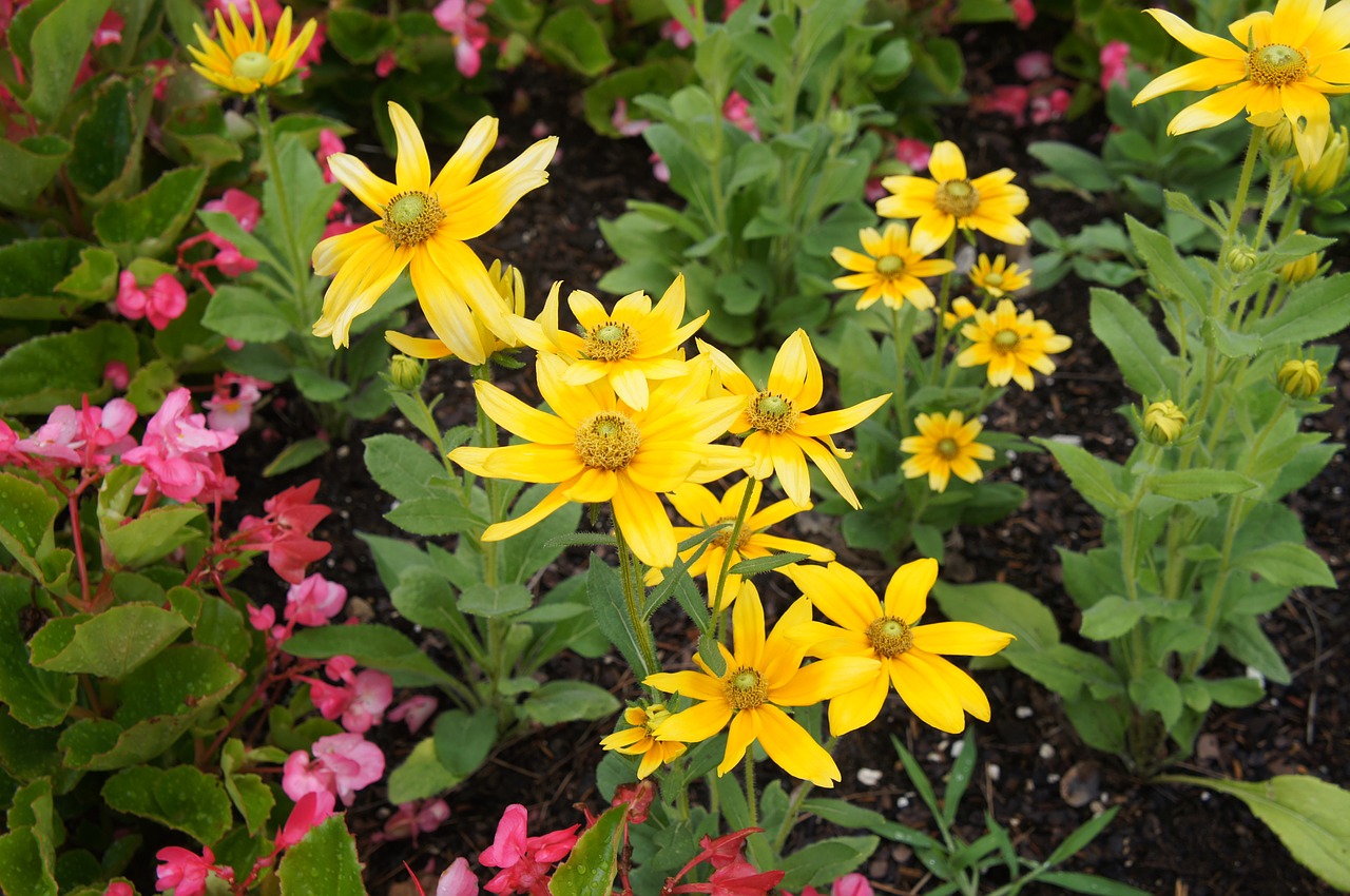 yellow flower plant free photo