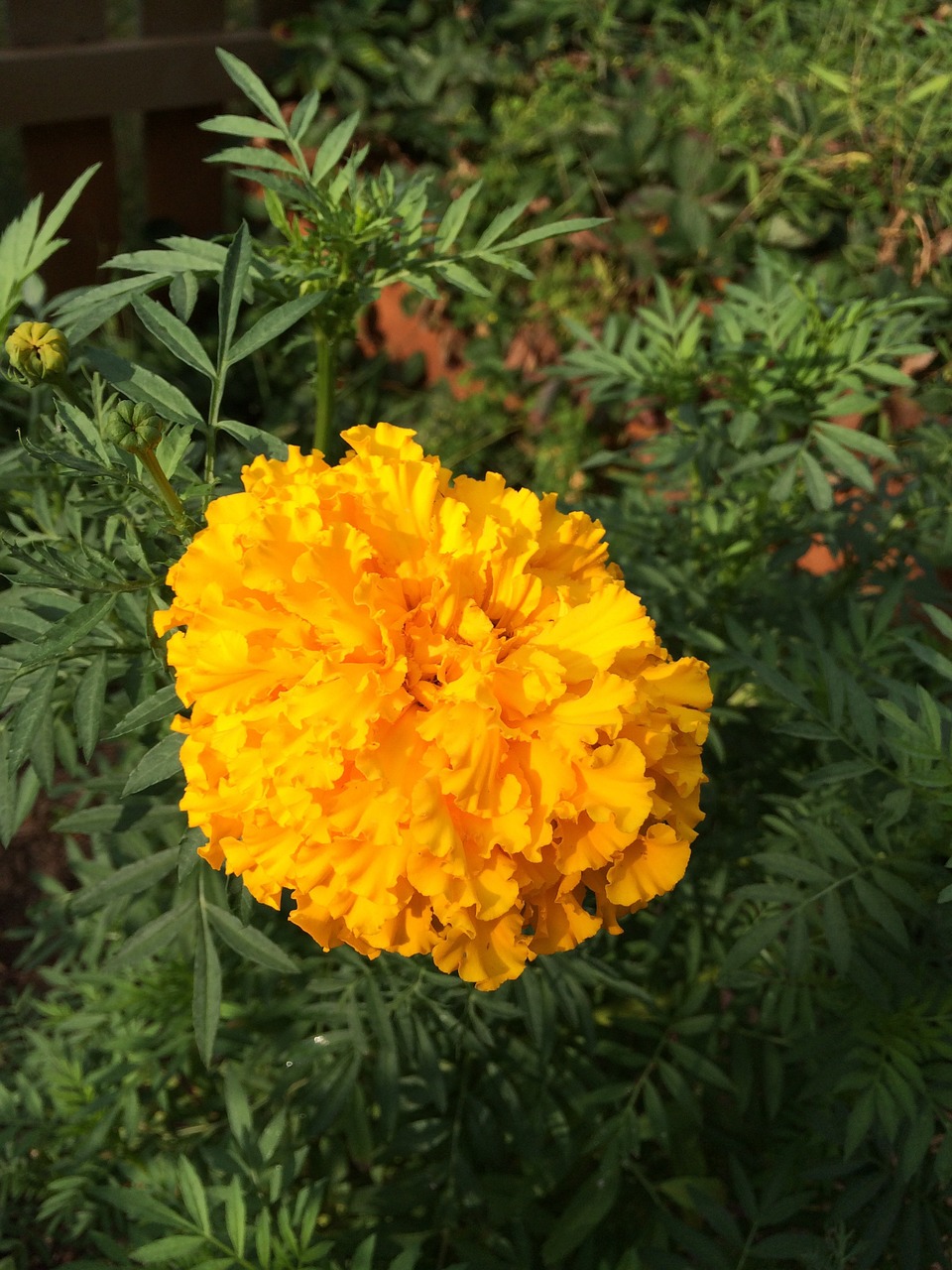 yellow marigold gold free photo