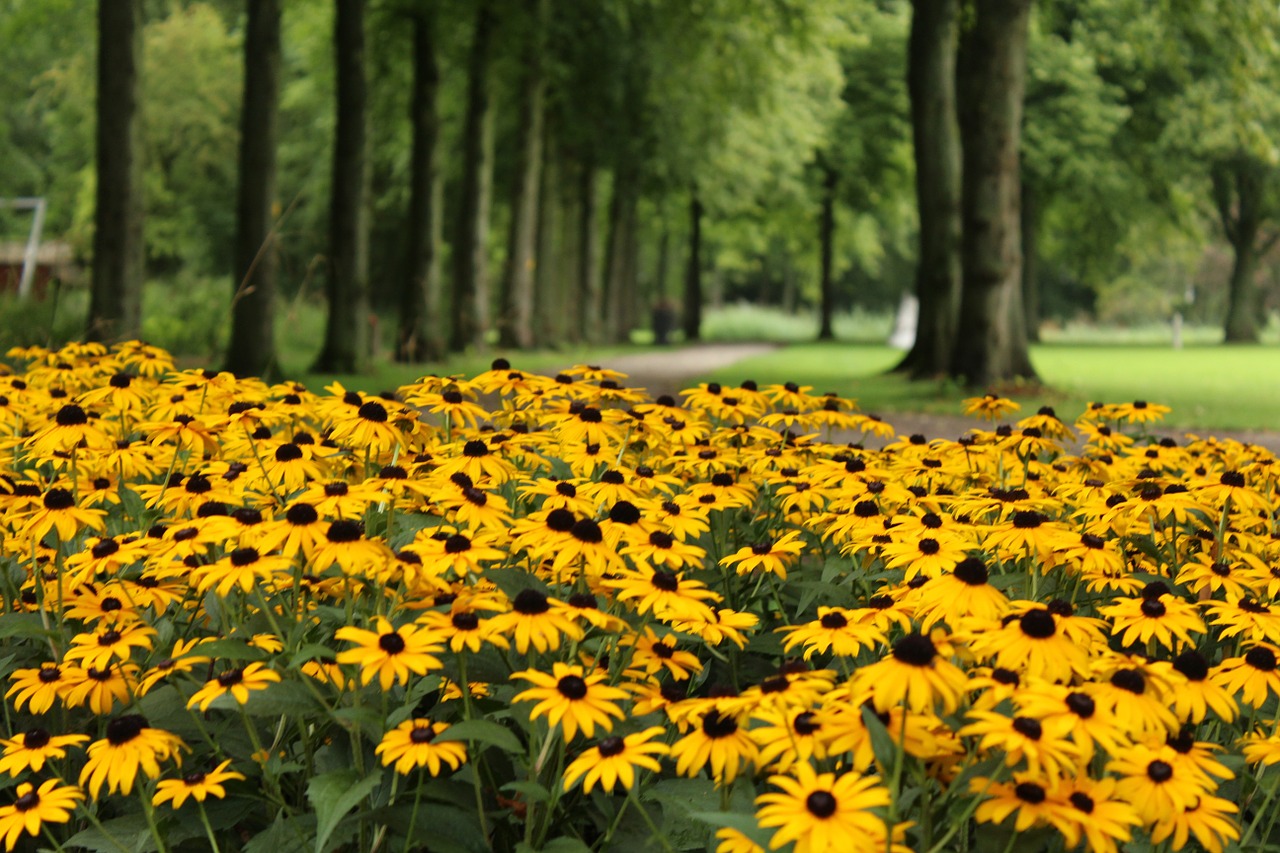 yellow flower lane free photo