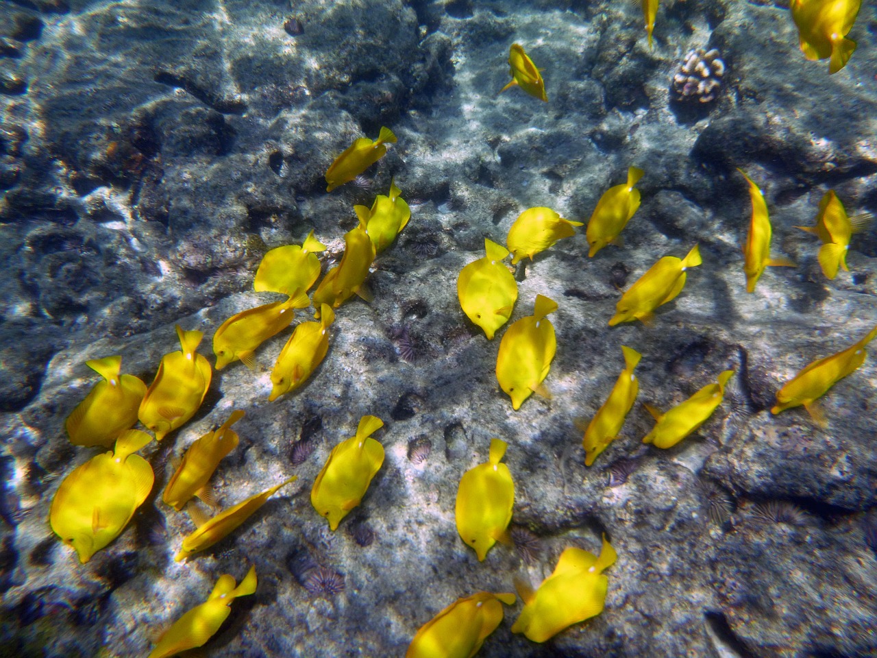 yellow fish underwater free photo
