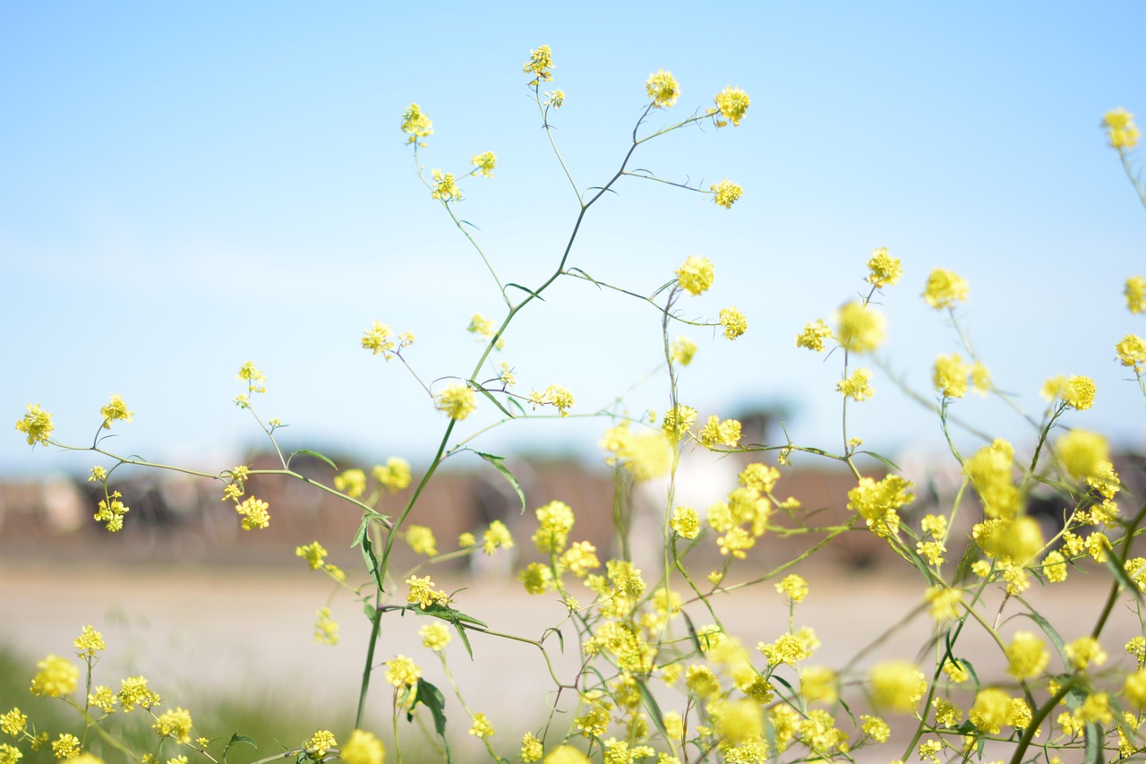 yellow flowers sunshine free photo