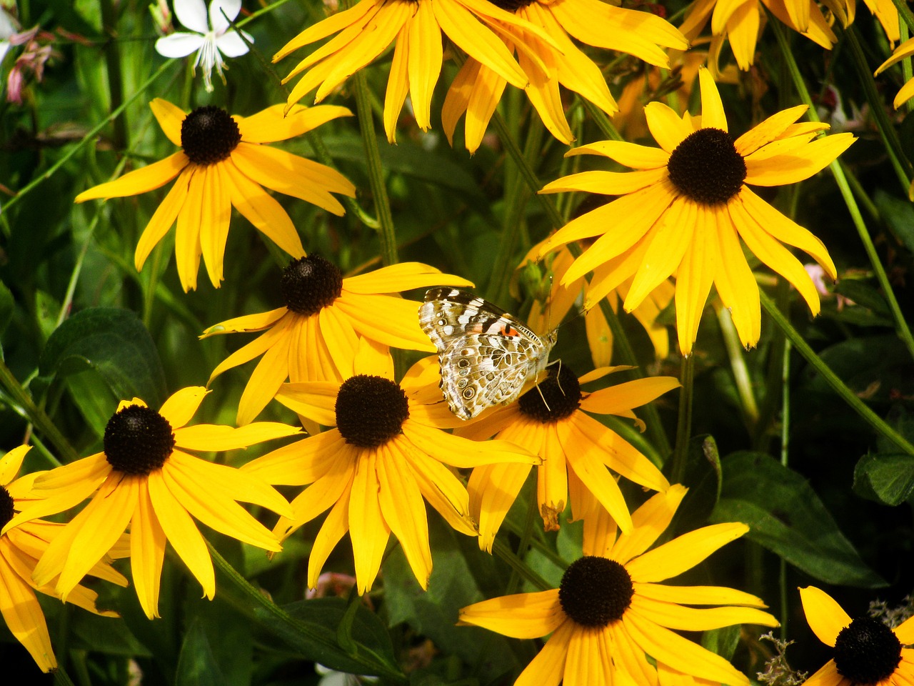 yellow flowers garden free photo