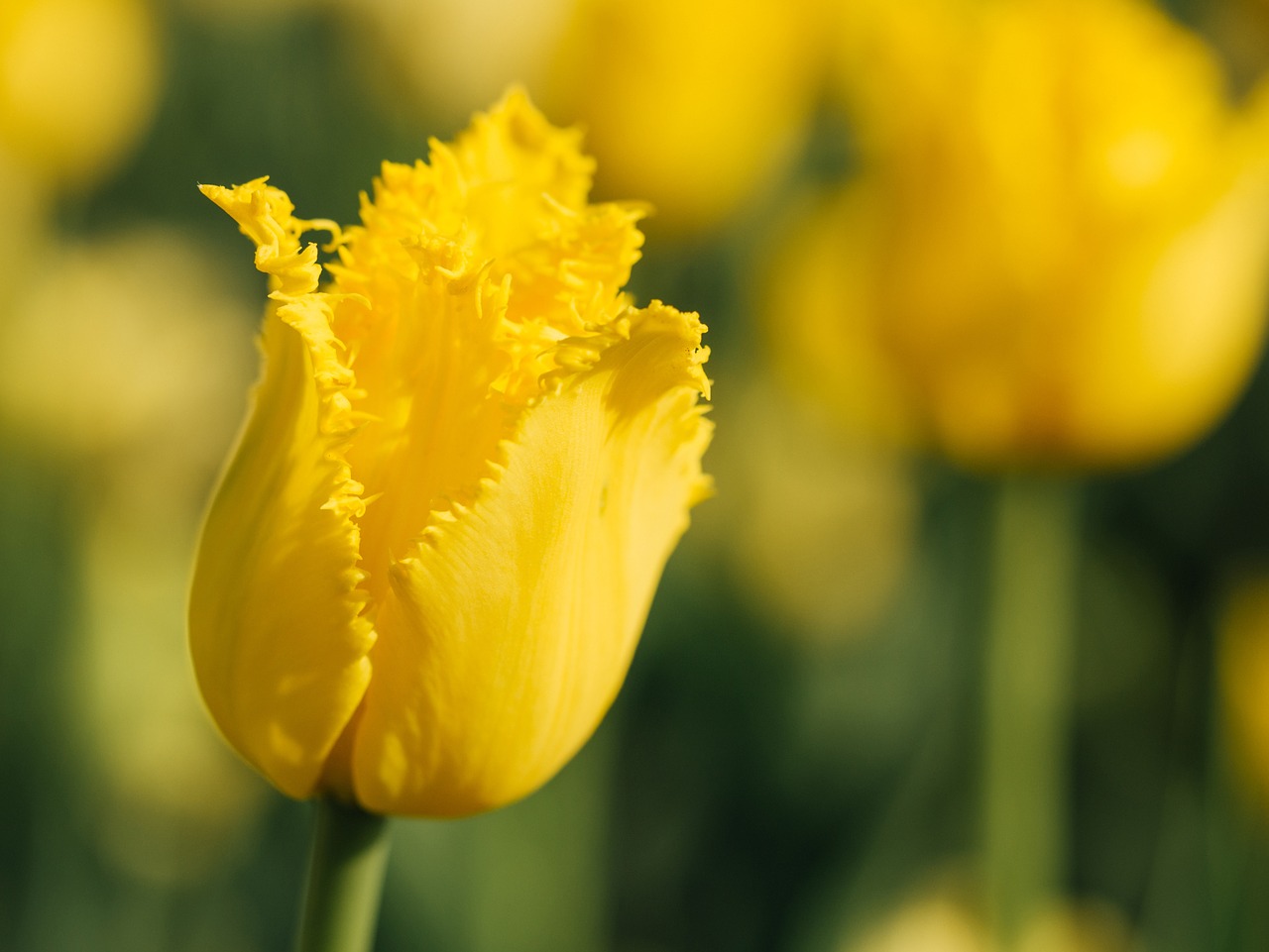 yellow flowers garden free photo