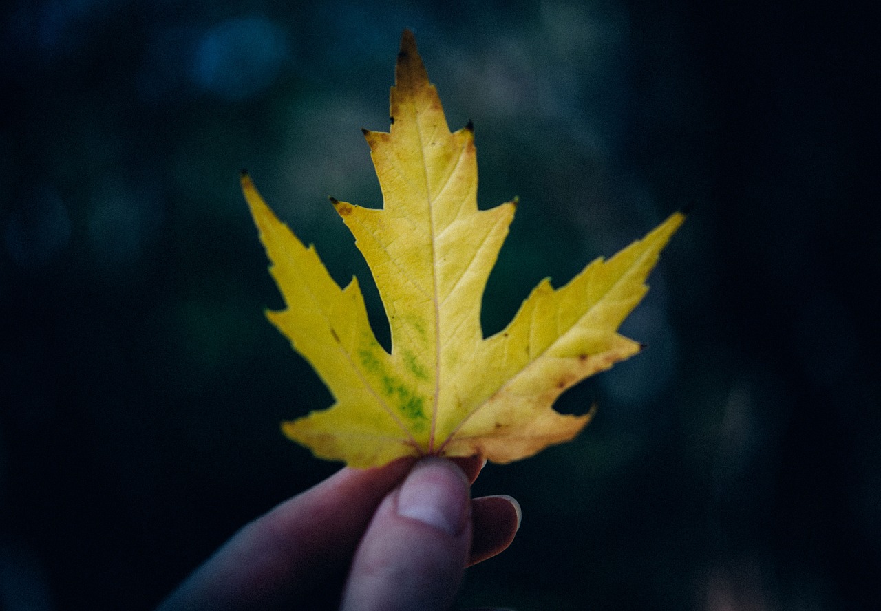 yellow maple leaf nature free photo