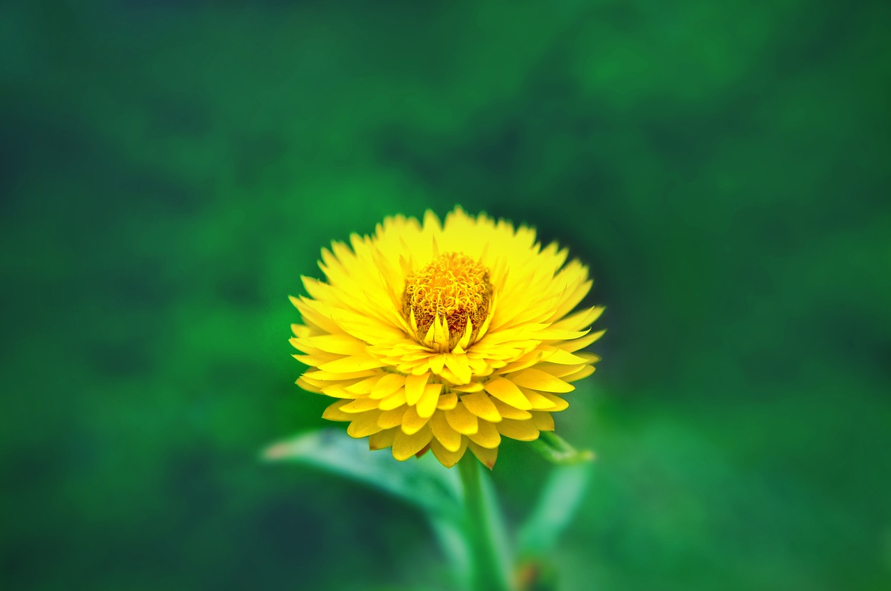 yellow flower nature free photo