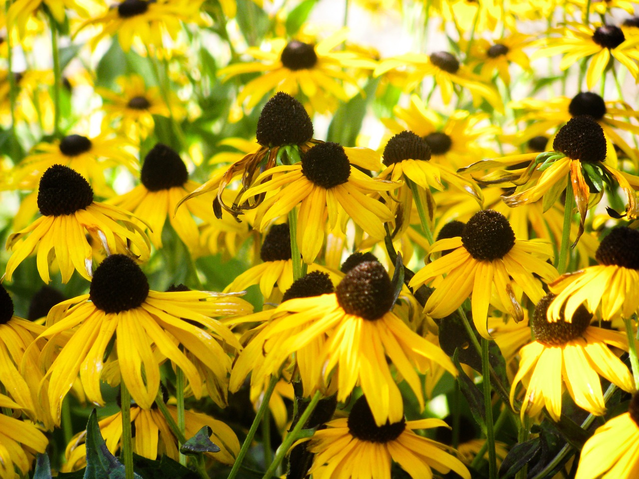 yellow sunflowers garden free photo