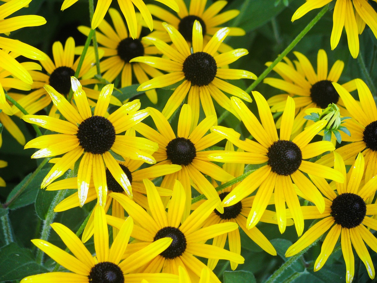 yellow flowers garden free photo