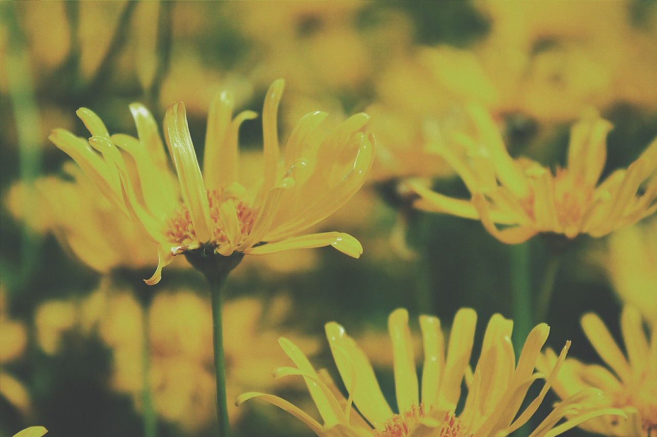 yellow flowers garden free photo