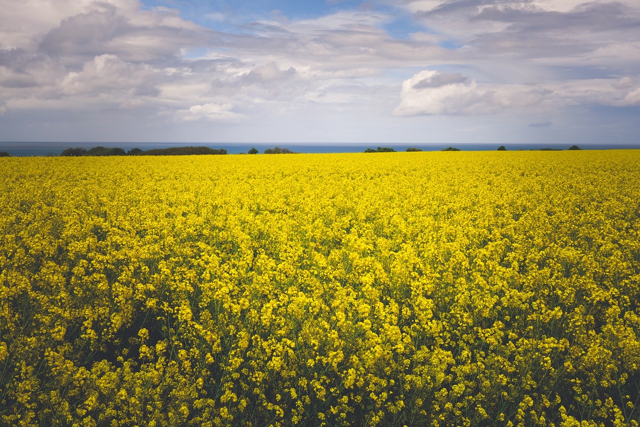 yellow flowers field free photo