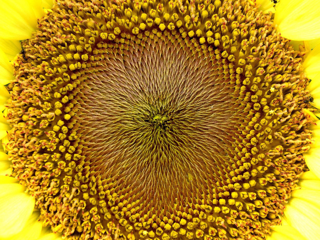 yellow flower sunflower free photo