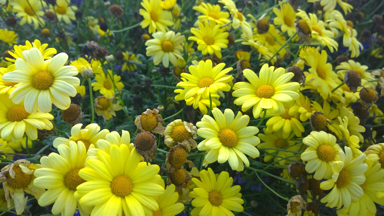 yellow flower bright free photo