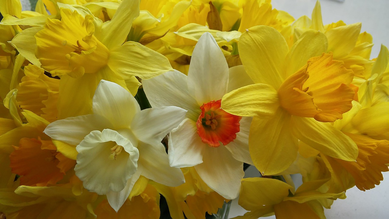 narcissus yellow flower free photo