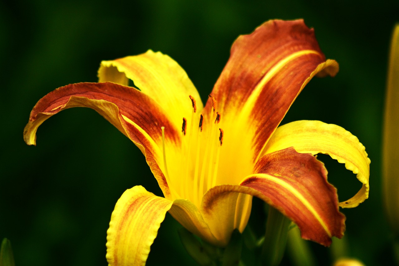 yellow flowers plant free photo