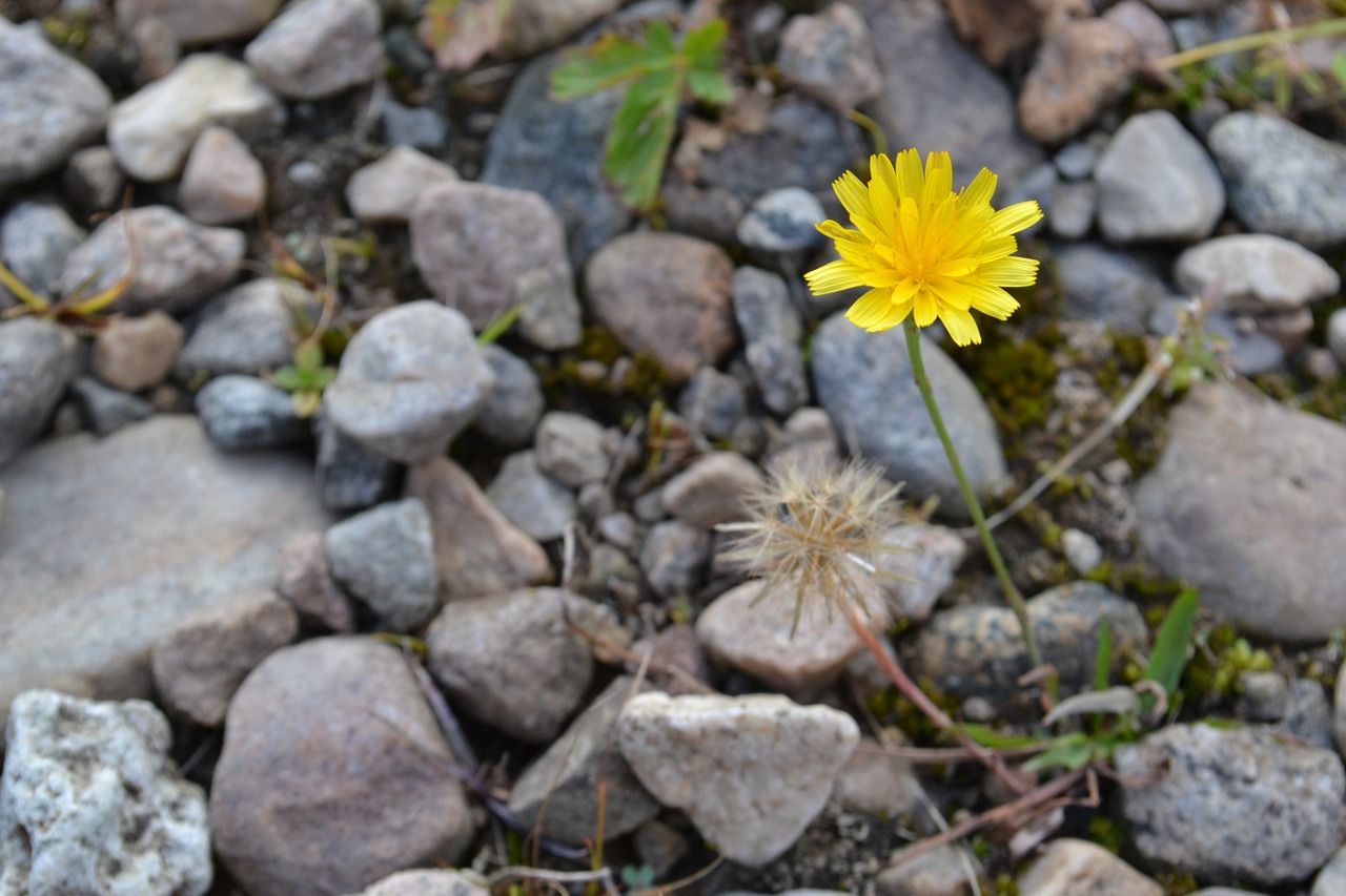 yellow flower rocks free photo