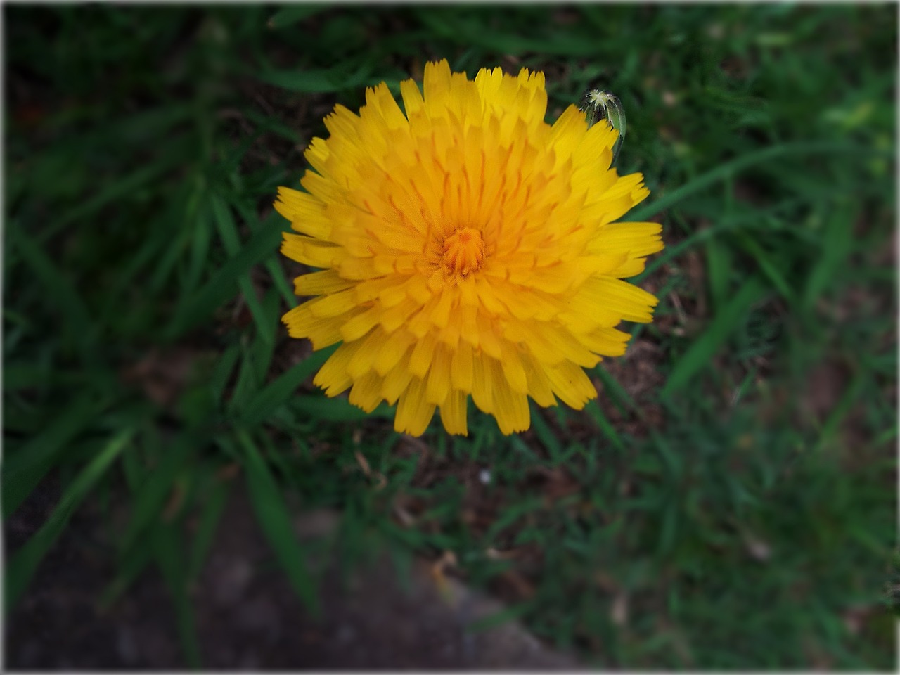 yellow flower nature free photo