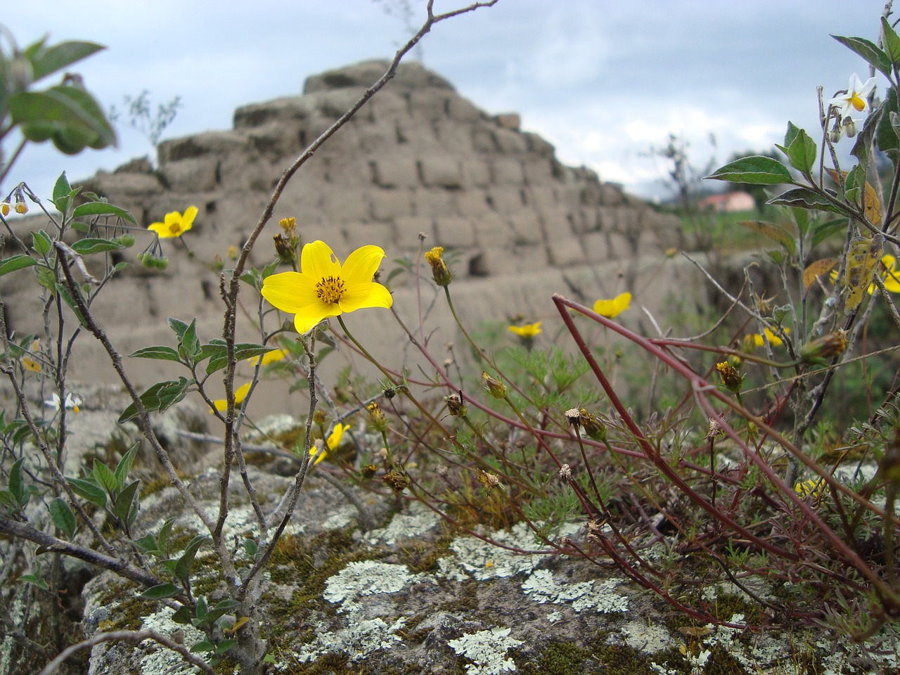 yellow landscape wild field free photo