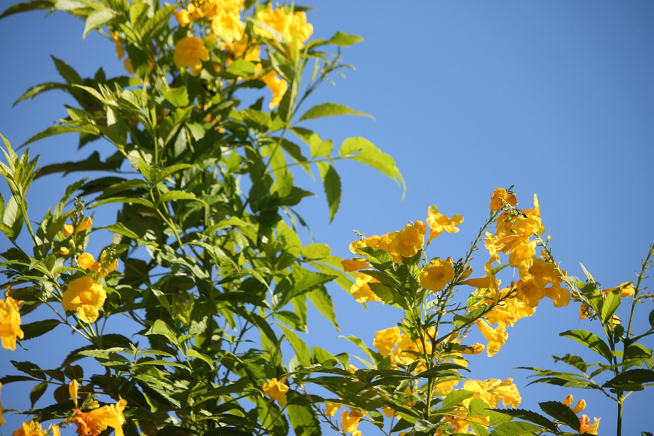 yellow flowers nature free photo