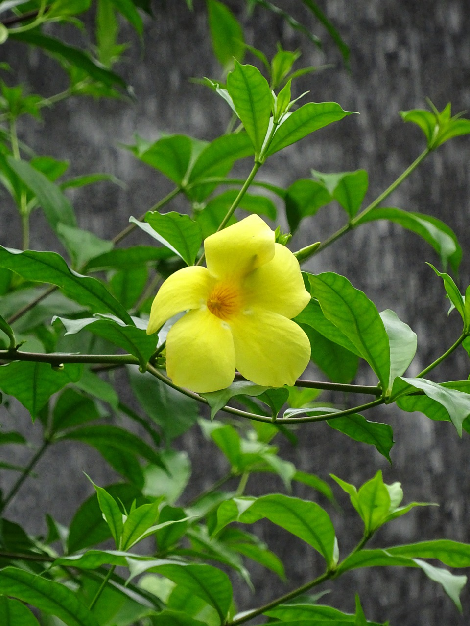 yellow flower yellow flowers free photo