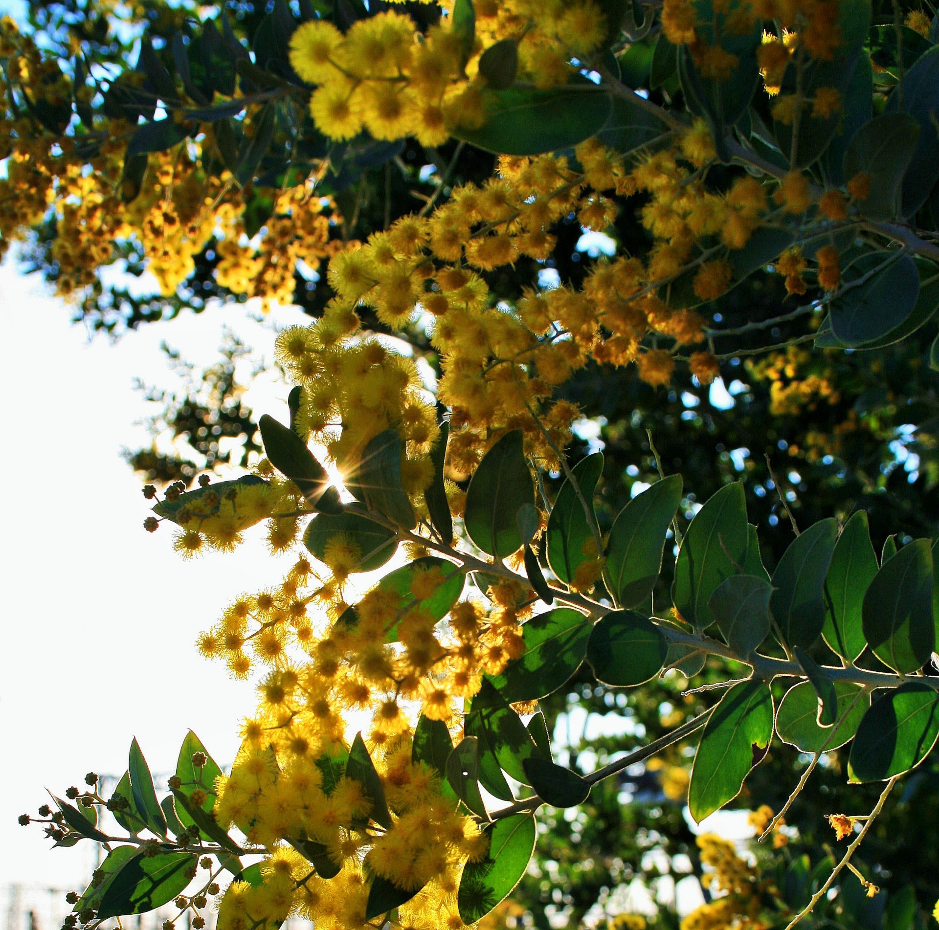 flowers yellow clusters free photo
