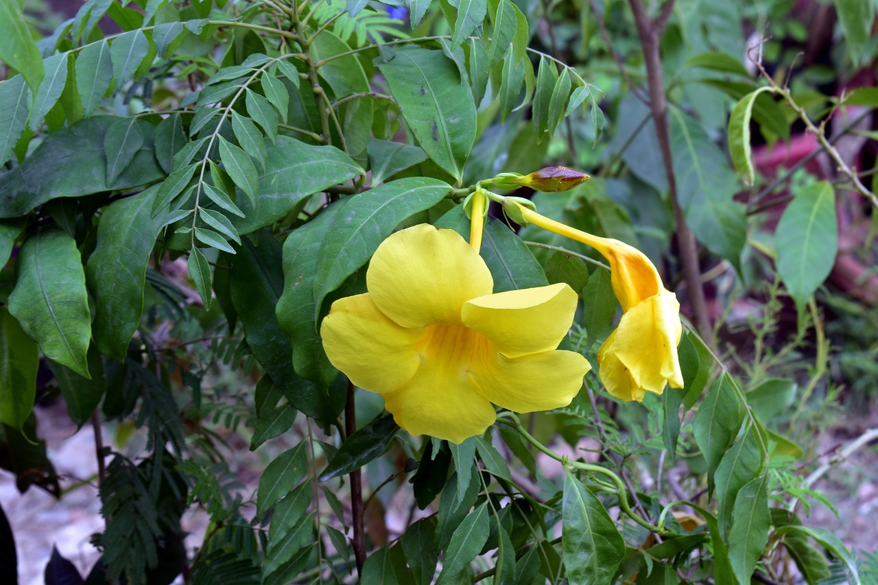 yellow allamanda allamanda yellow flower free photo