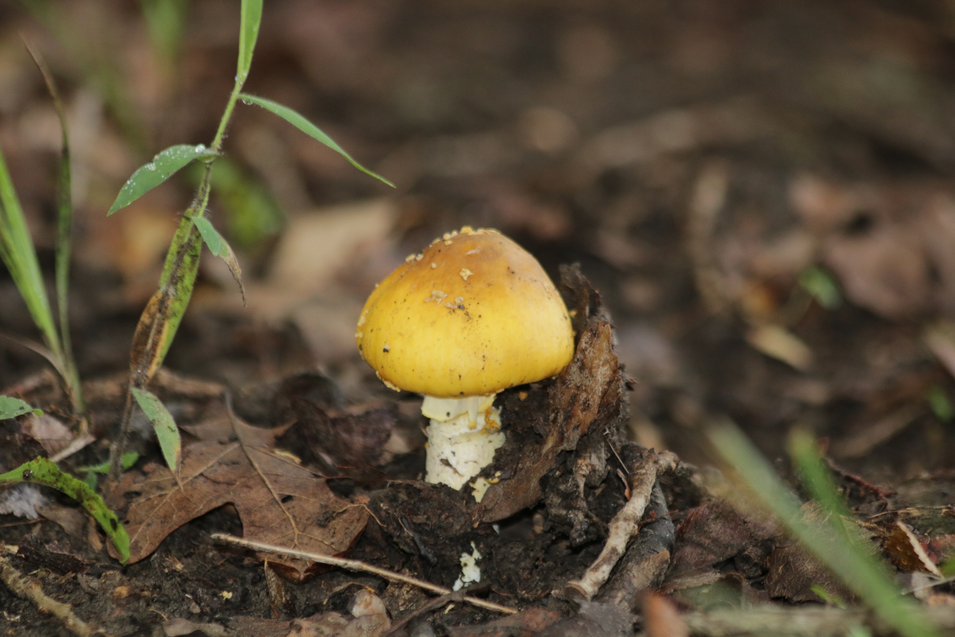 nature fungi mushrooms free photo
