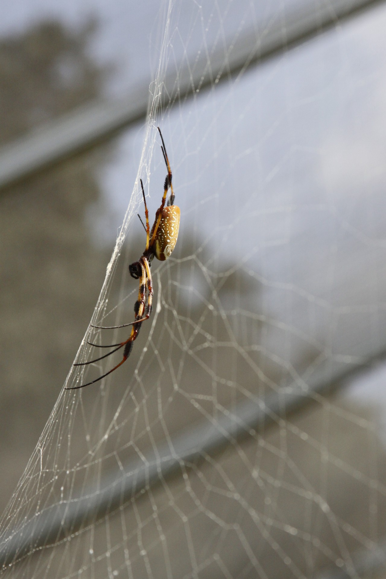 spider pest insect free photo