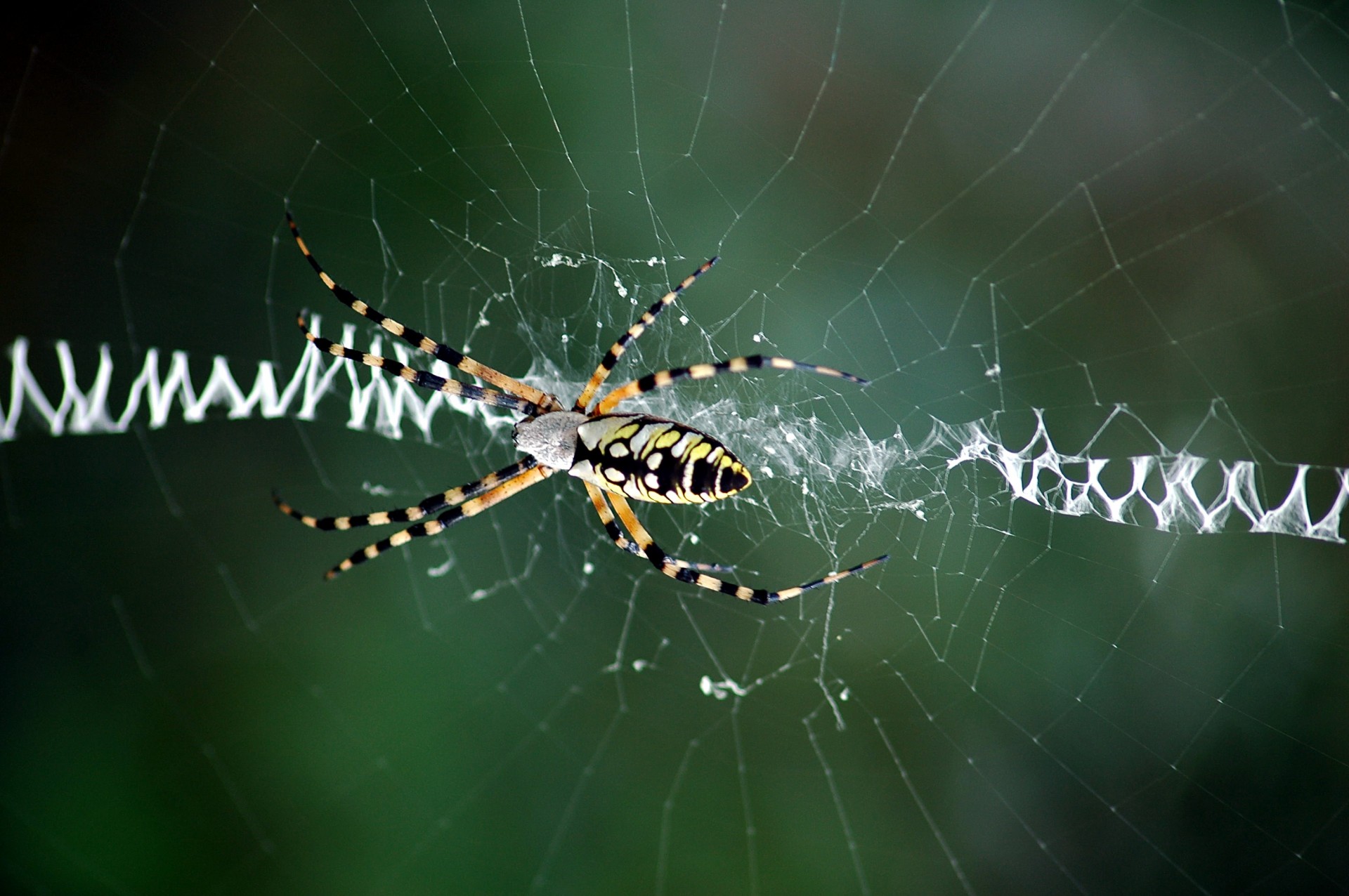 arachnid arachnophobia arsiope-aurantia free photo