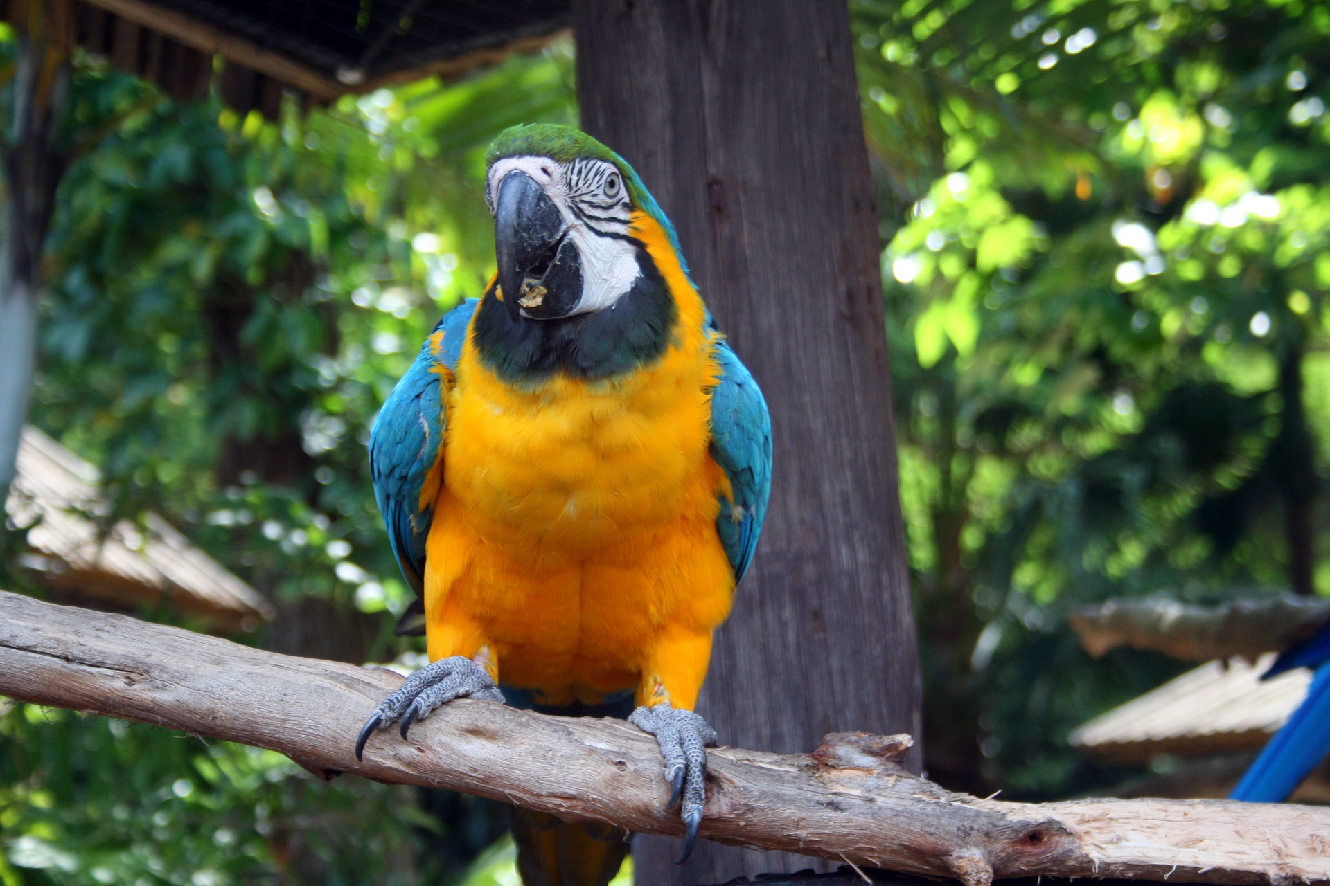 bird large parrot free photo