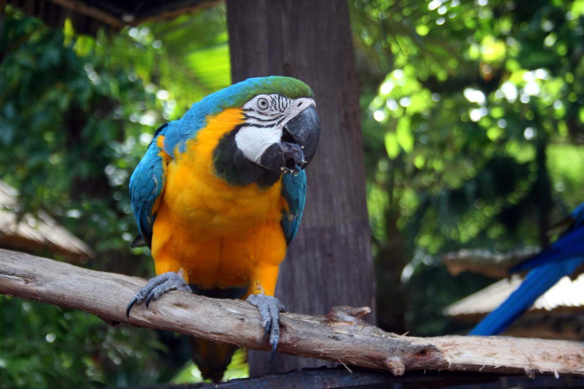 bird large parrot free photo