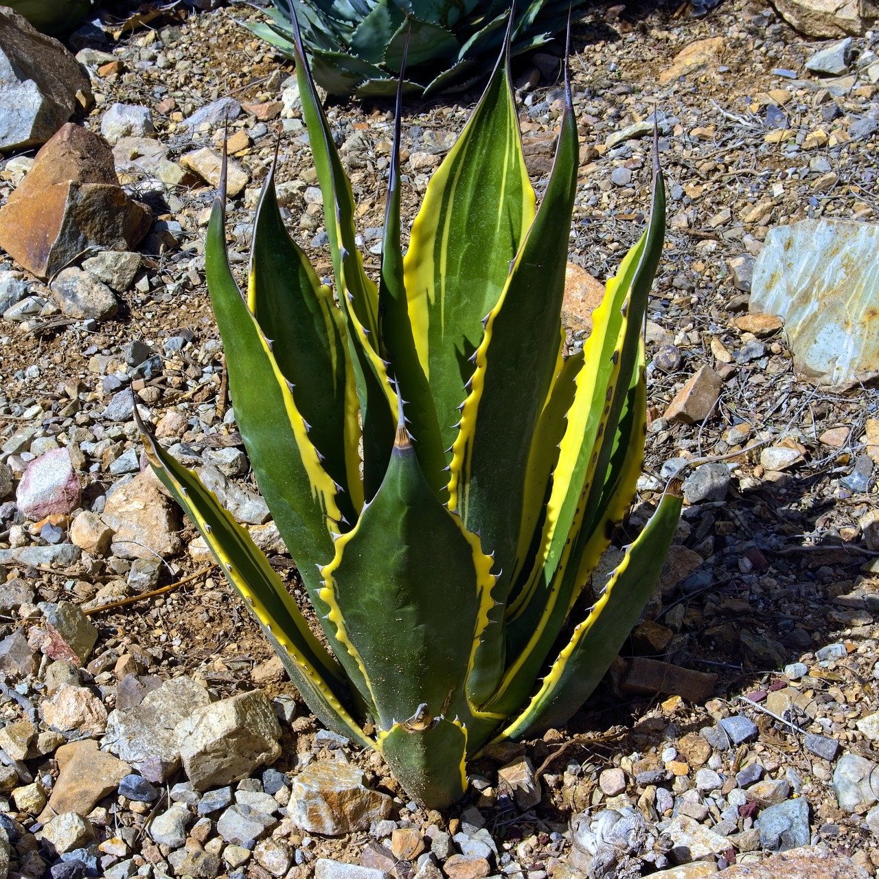 yellow and green agave  agave  yellow free photo