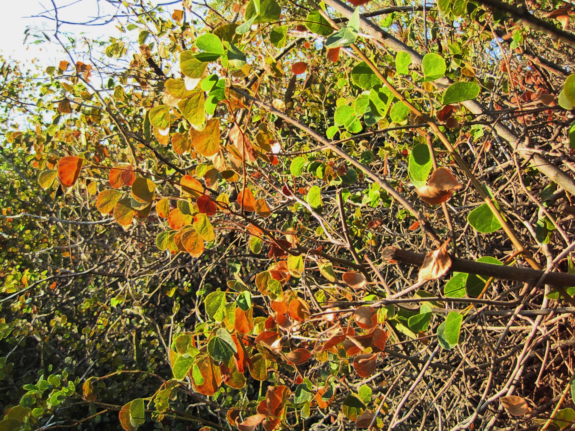 leaves green yellow free photo