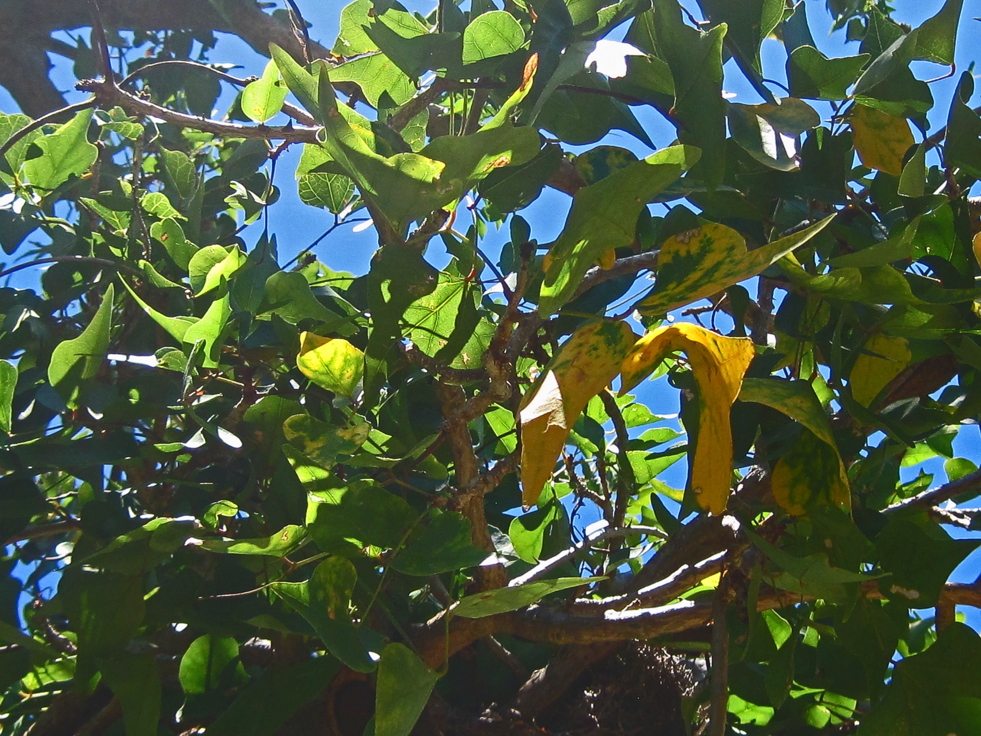 leaves foliage yellow free photo