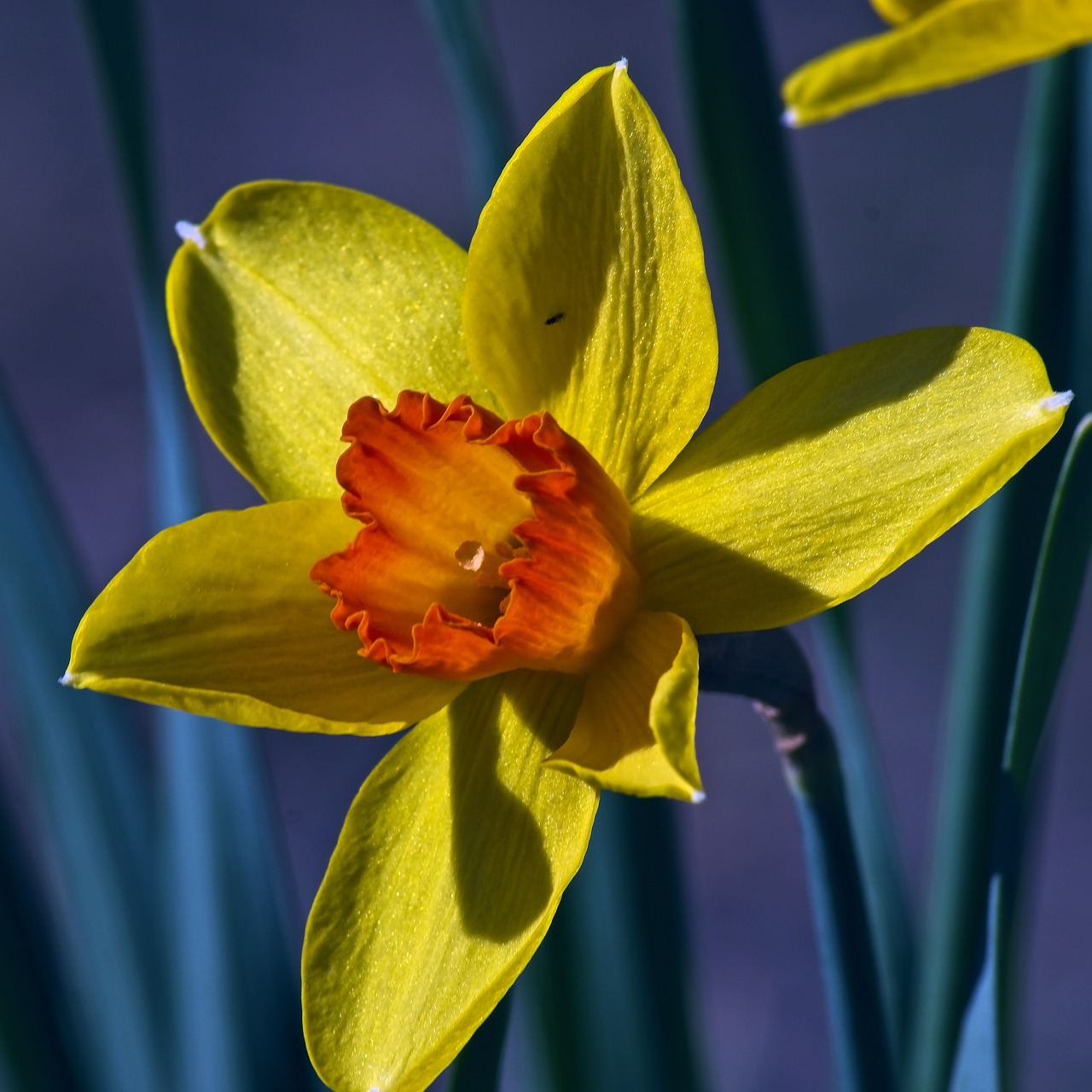 yellow and orange daffodil  garden  bloom free photo