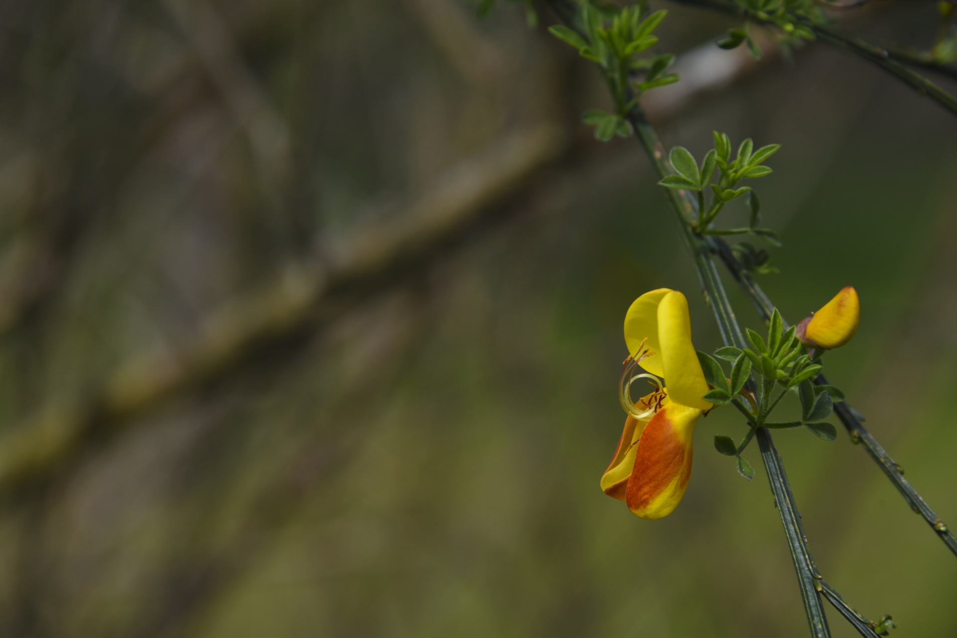 yellow flower orange free photo