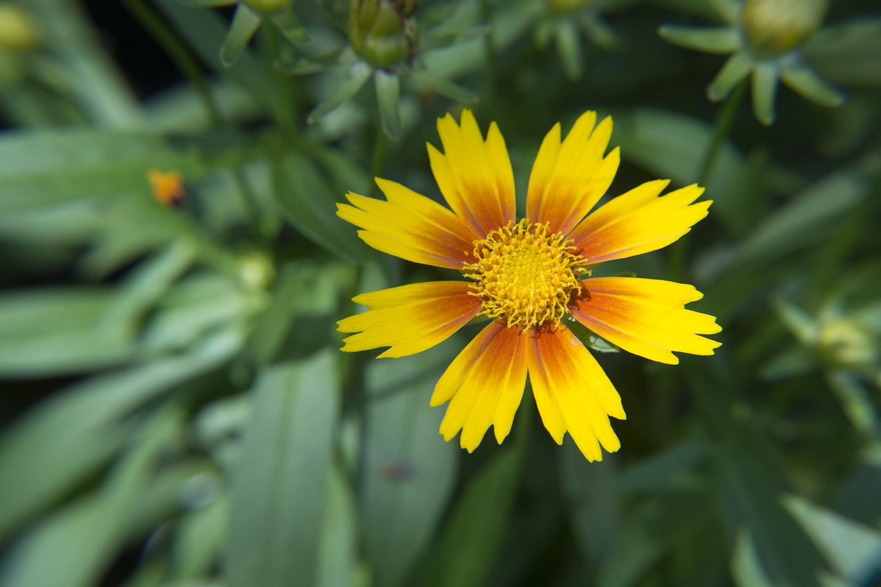 yellow and orange flower bloom garden floral free photo