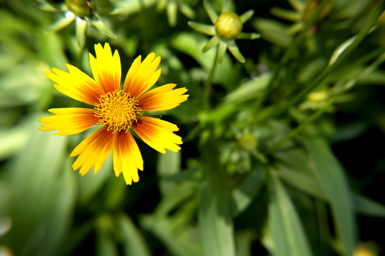 yellow and orange flower bloom garden floral free photo