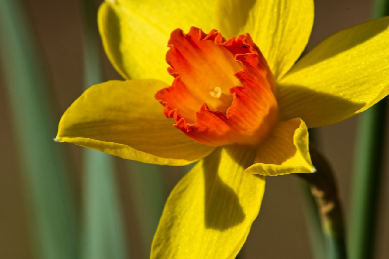 yellow and orange jonquil  garden  bloom free photo