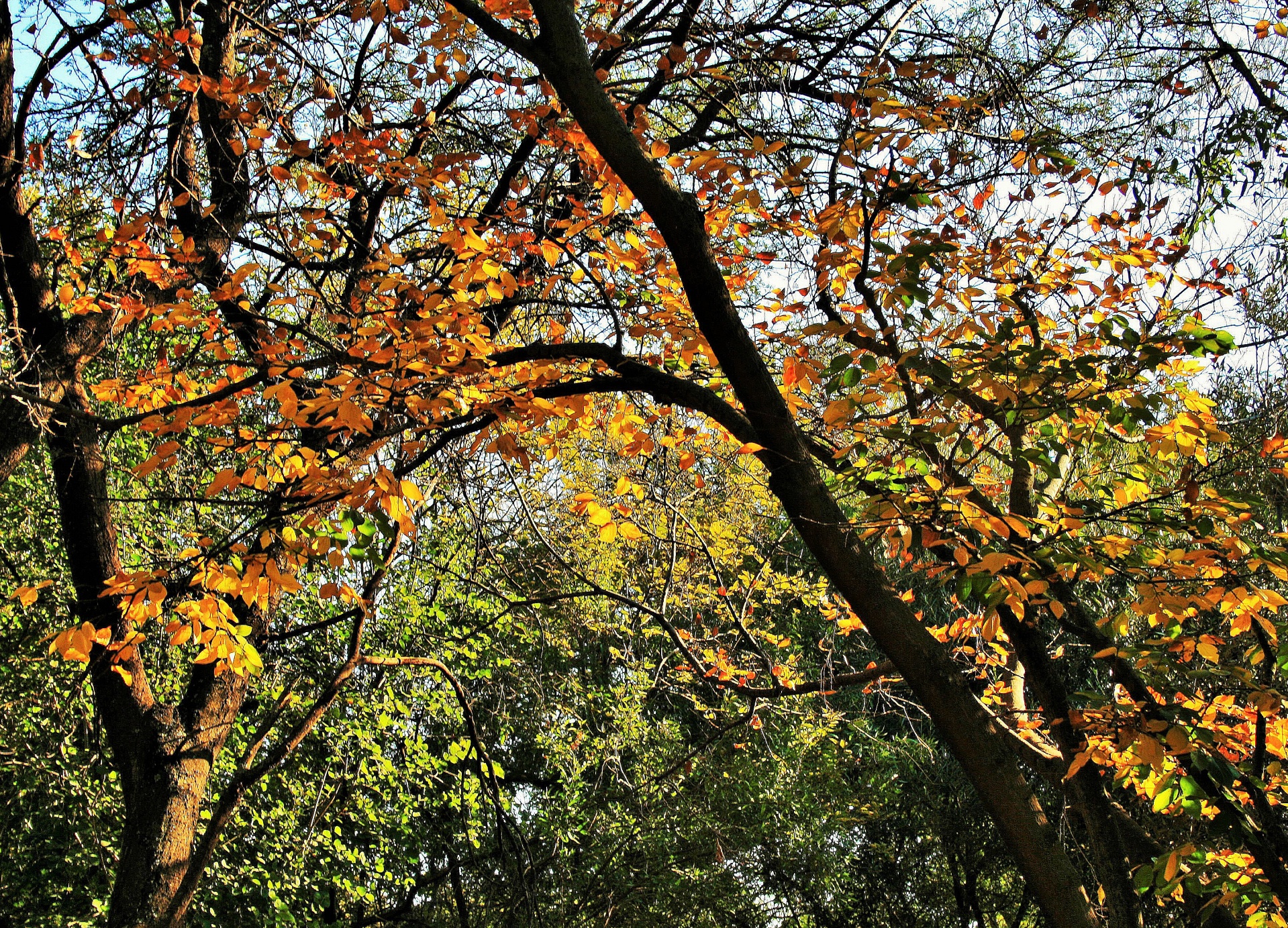 tree leaves yellow free photo