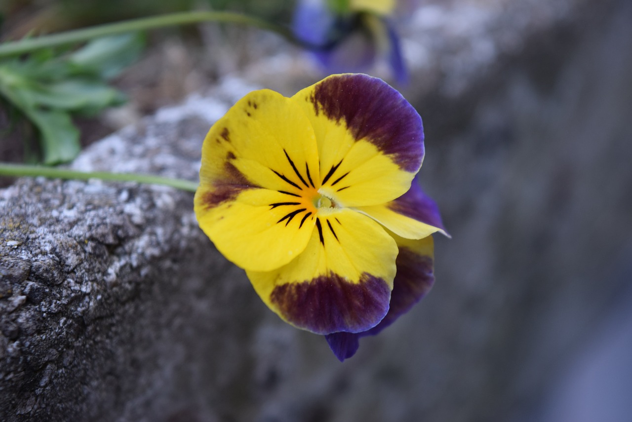yellow and purple flower nature stems free photo