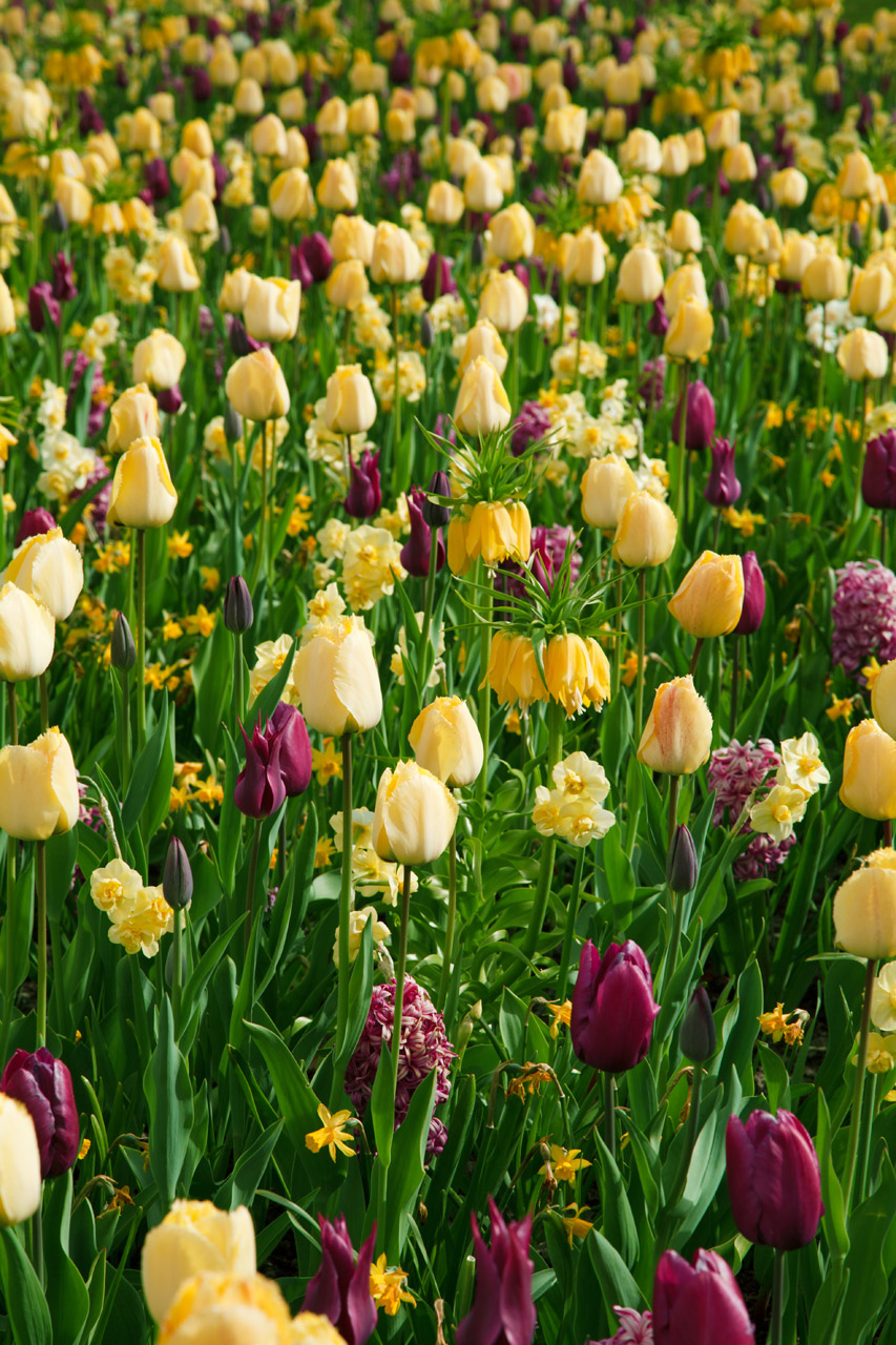 purple yellow tulips free photo