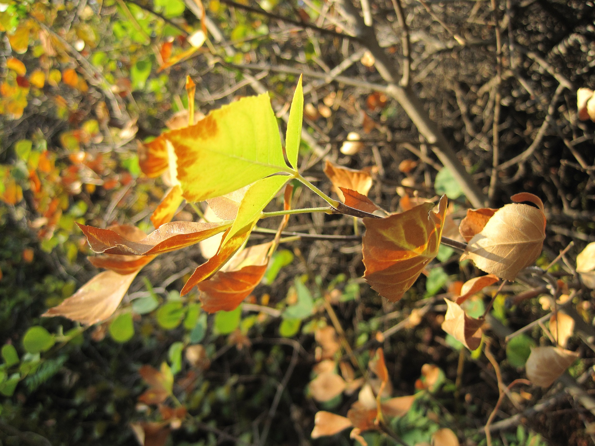 leaves yellow rust free photo