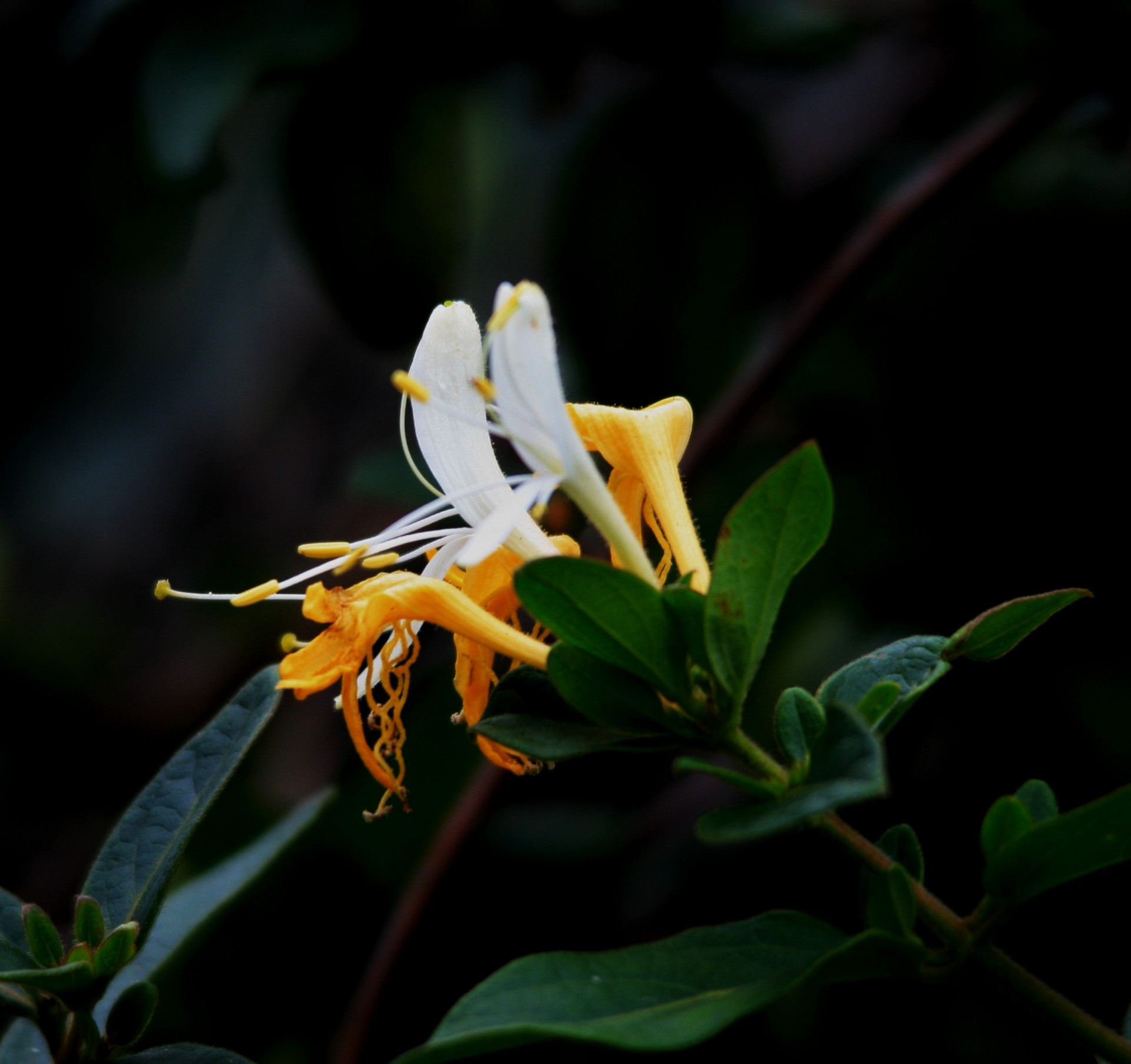 flowers yellow white free photo