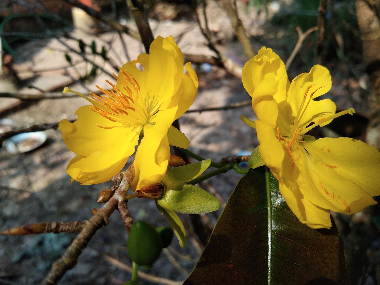 yellow apricot flower  in kien giang province free pictures free photo