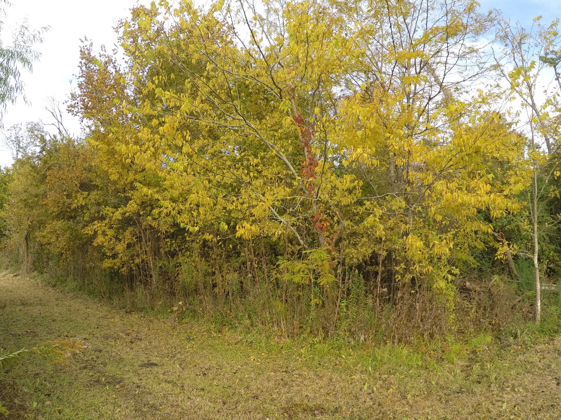 bush tree yellow leaves free photo