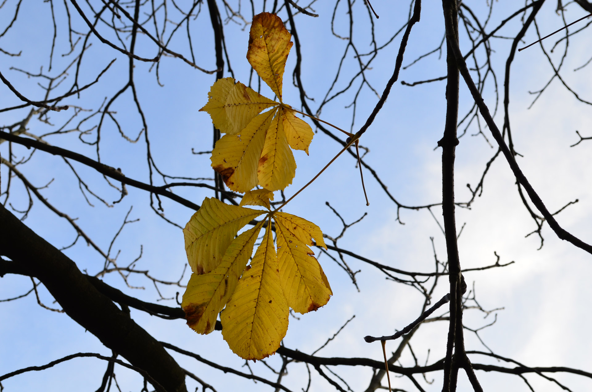 yellow autumn leaves free photo